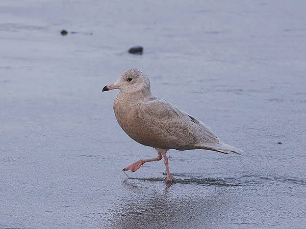 Isolokki, Glaucous Gull, Larus hyperboreus